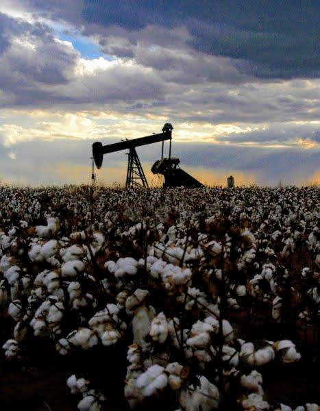 Cotton Field With a Pumpjack